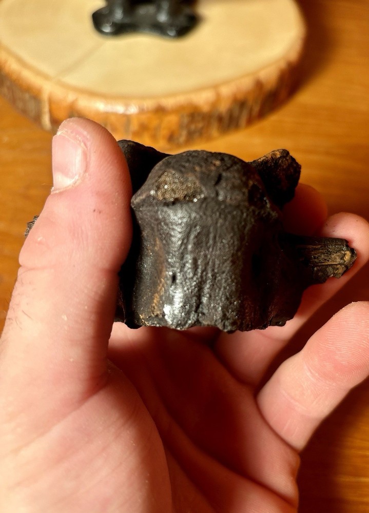 Museum Quality Associated Fossilized Alligator Vertebra Mount