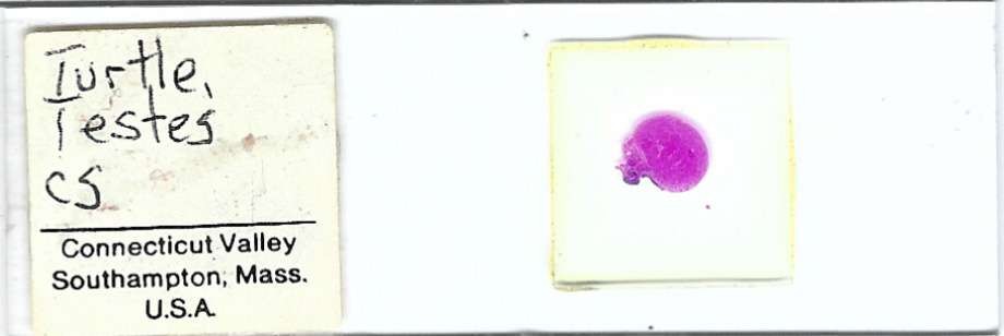 Turtle Testes c.s. Microscope Slide