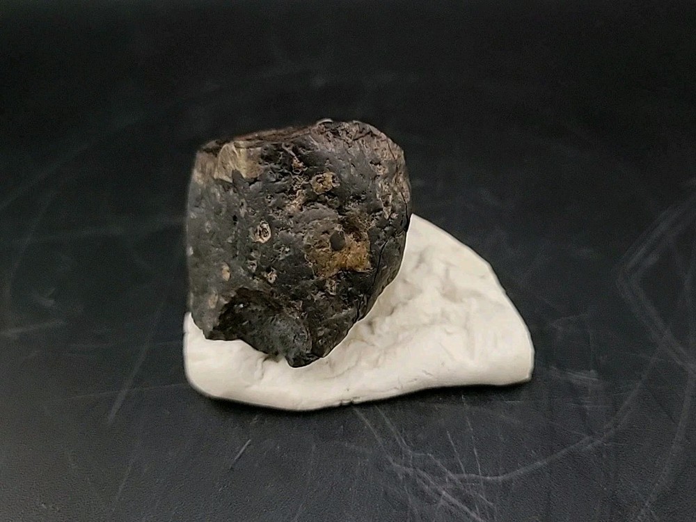 Fossil Dinosaur Tooth Unknown Species