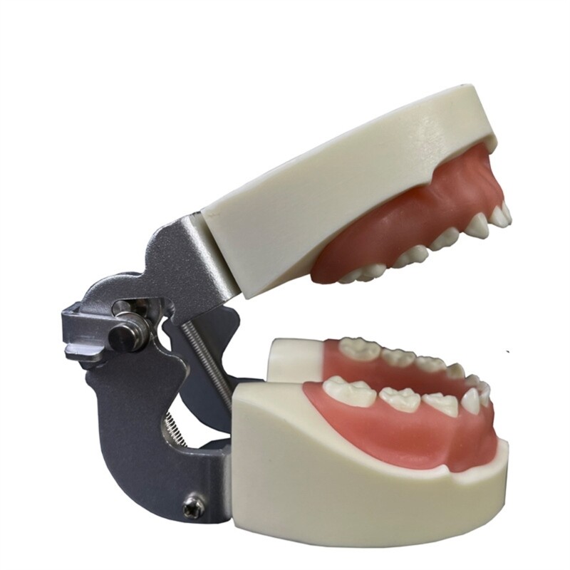 Kids Teeth Typodont Dental Implant Study Analysis Demonstration Teeth Model