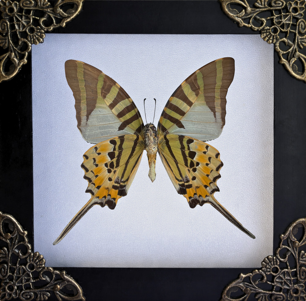 Real Framed Butterfly Five-bar Swordtail Graphium antiphates Gothic Home Decor