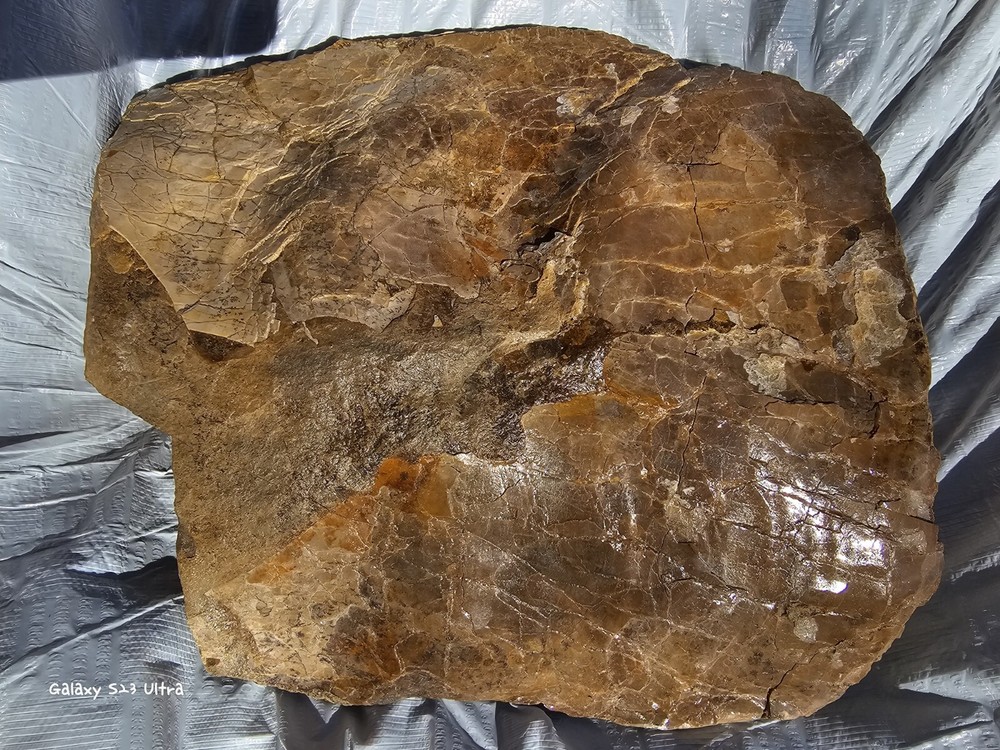 Petrified Turtle Shell