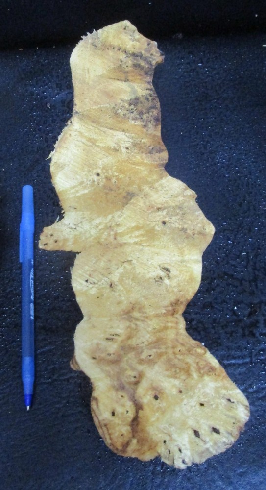 2pc Buckeye Burl end caps/cut offs #D411 assorted sizes