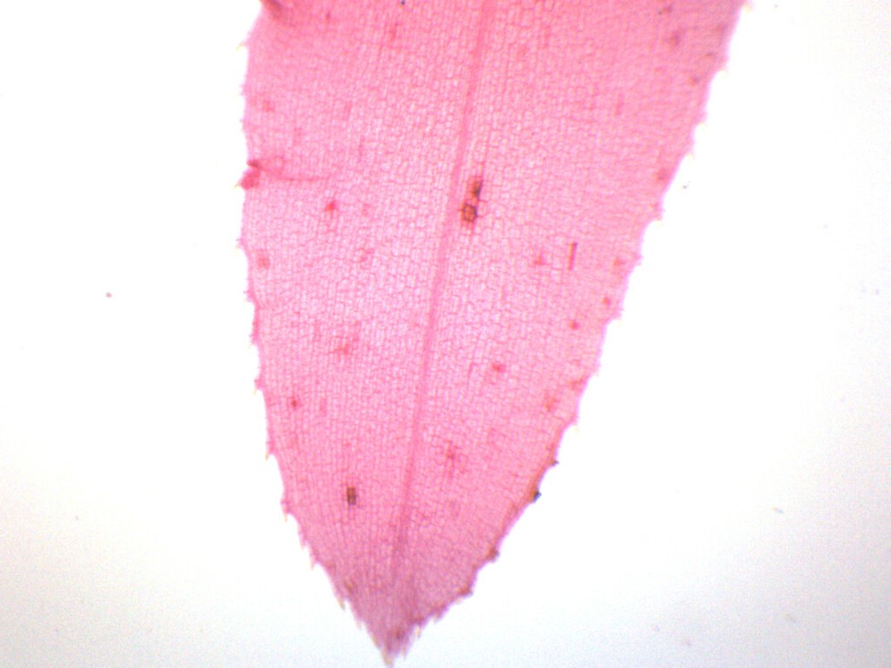 Submerged Leaf of Elodea - Prepared Microscope Slide - 75x25mm - Eisco Labs