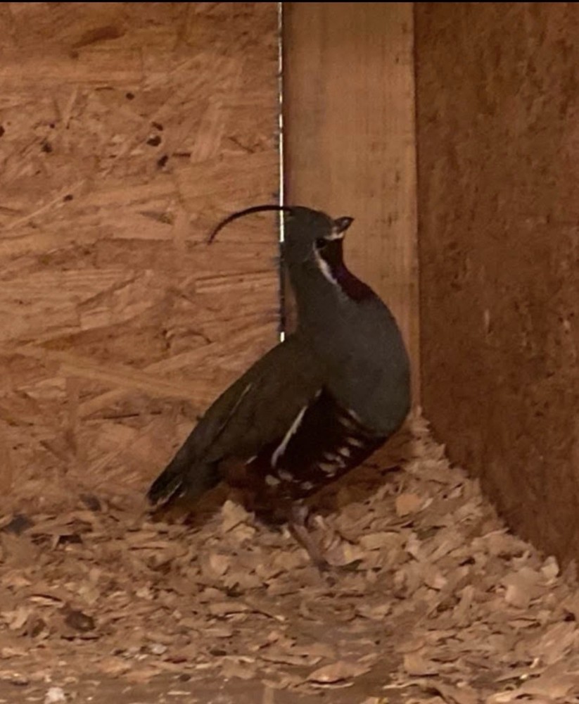 *Pre-Sale (12) Mountain Quail Hatch Eggs