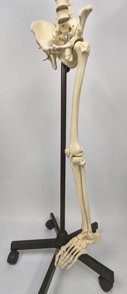 Somso Human Skeleton Anatomical Model with Rolling Stand Base