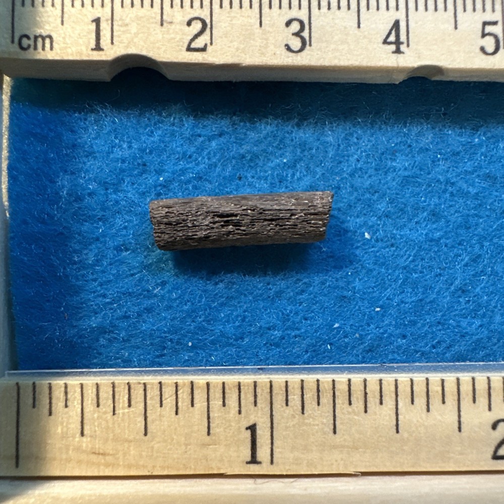 Edmontosaurus Extinct Dinosaur Tendon Fossil with Display Case