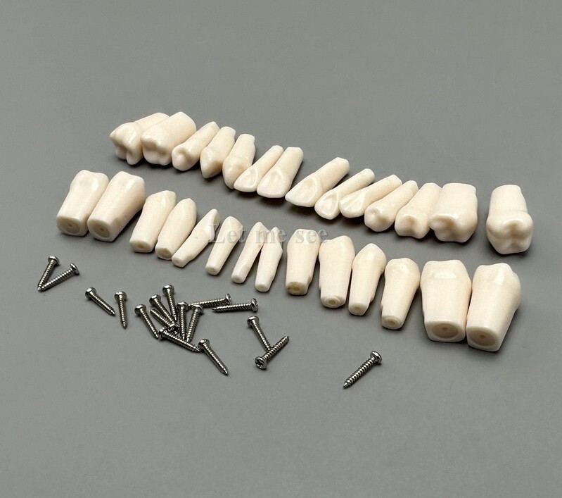 Dental Replacement Screw-in Teeth Typodont Models Study Practice Tooth Model