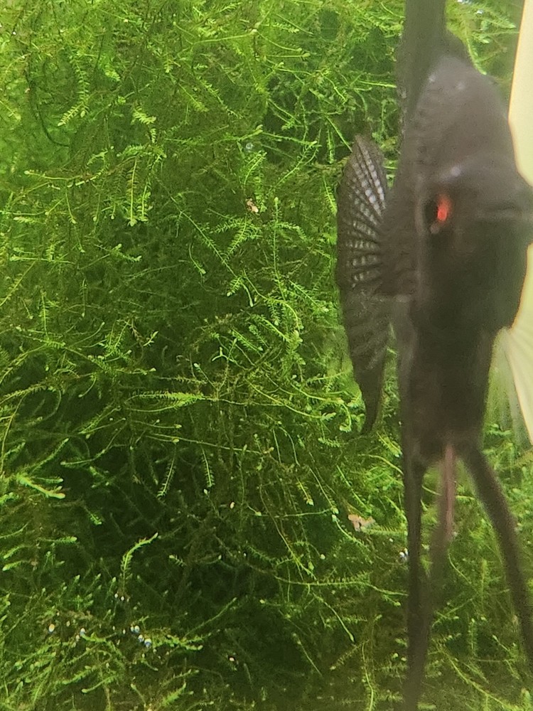 Java Moss /  Taxiphyllum barbieri. Easy Low Light Aquarium Plant