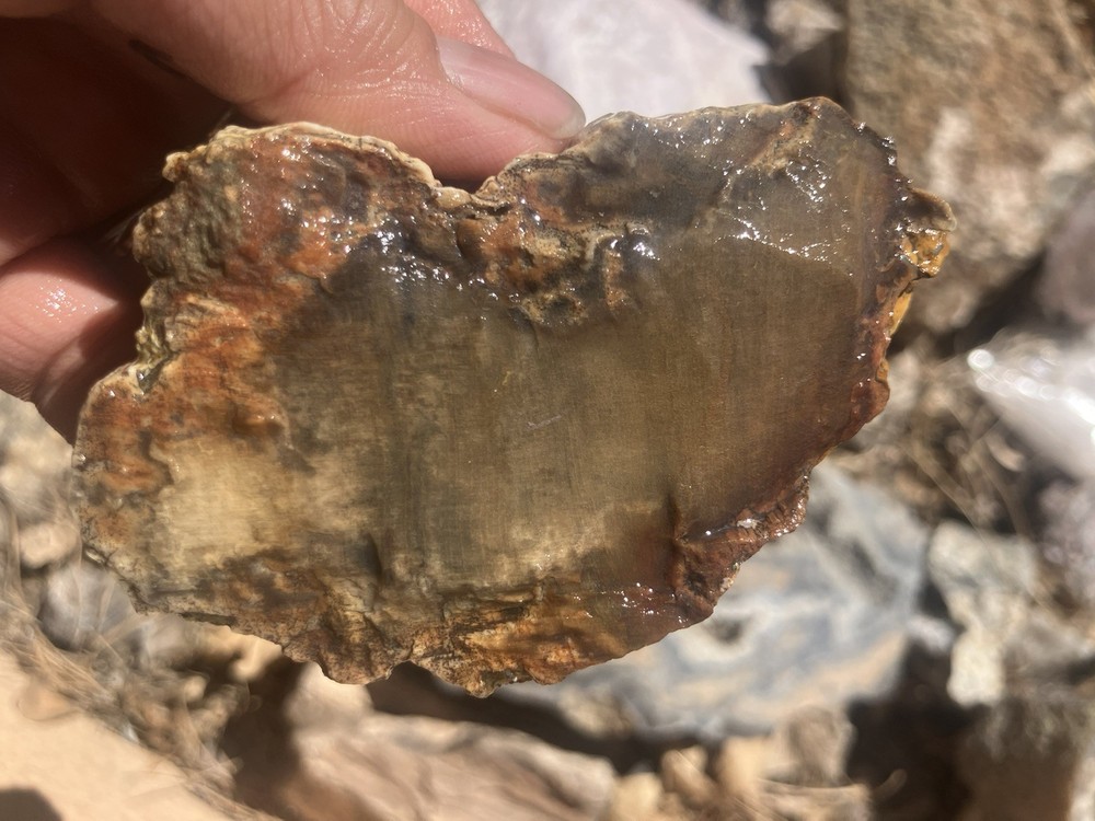 Petrified Wood Slab