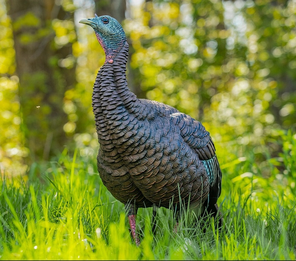 Avian x hdr tom & hdr hen combo