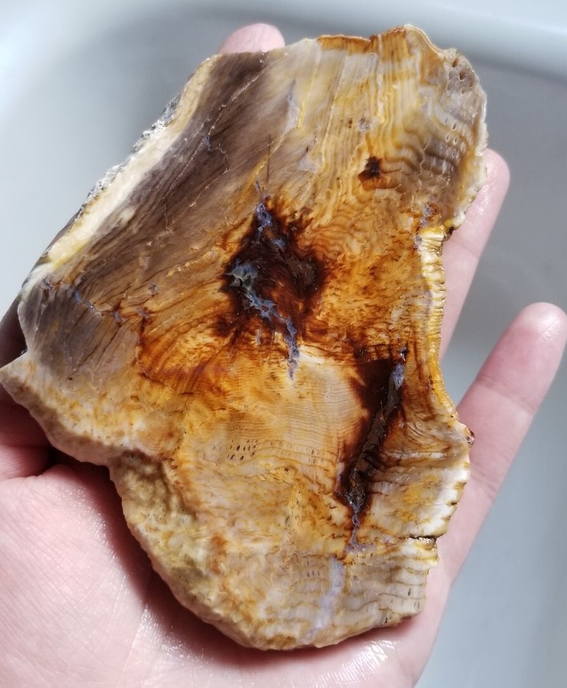Hell's Canyon Petrified Wood Slab