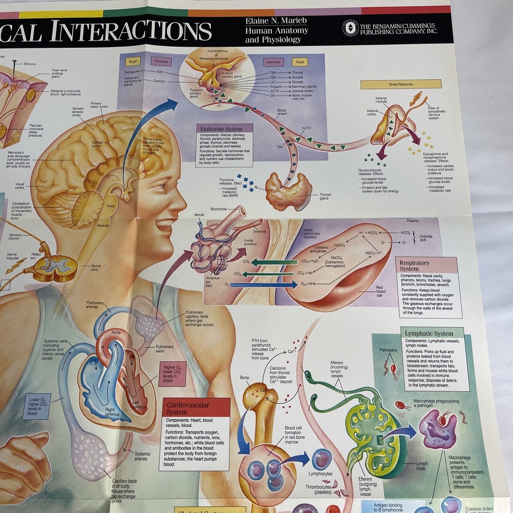 WALL CHART Physiological Interactions 21x32 8 Fold-out Panels 1989 poster