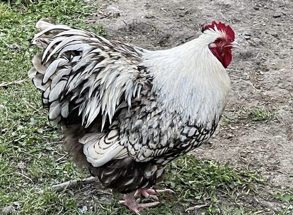 Rare Chocolate Silver Laced English Orpingtons Hatching Eggs 6  Pack.
