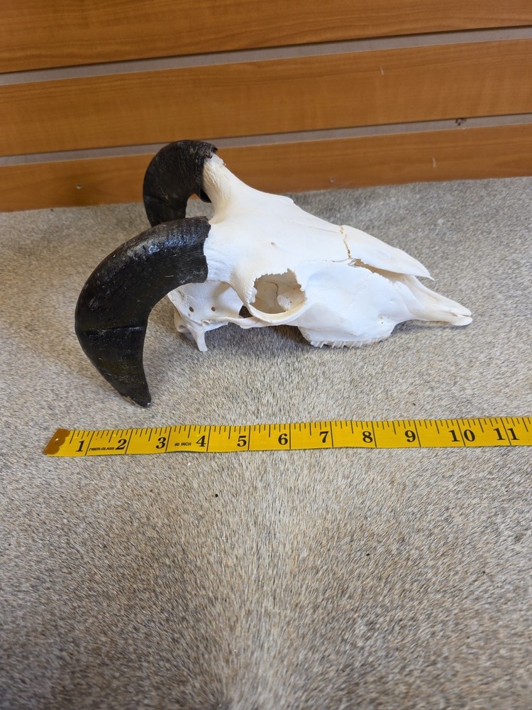 JVBH57 Sheep Ram Skull