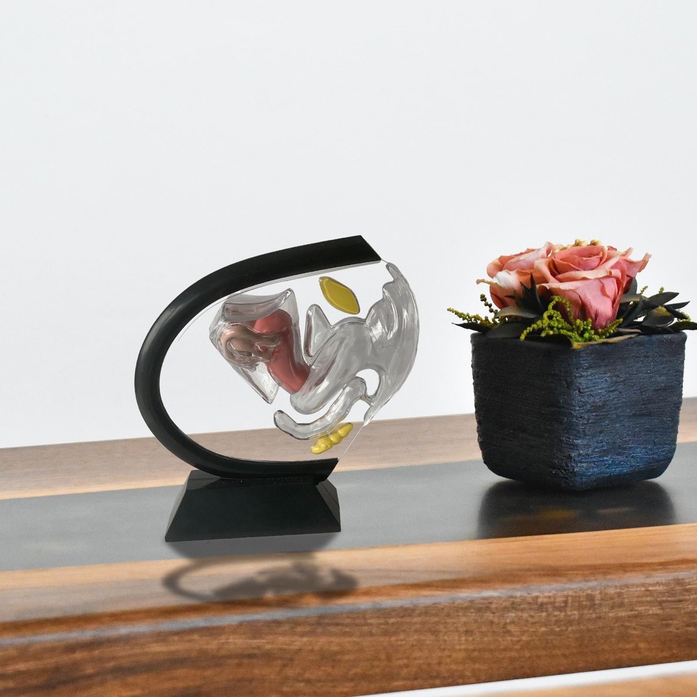 Women Reproductive Uterus Model for Teaching Tools Educational Learning