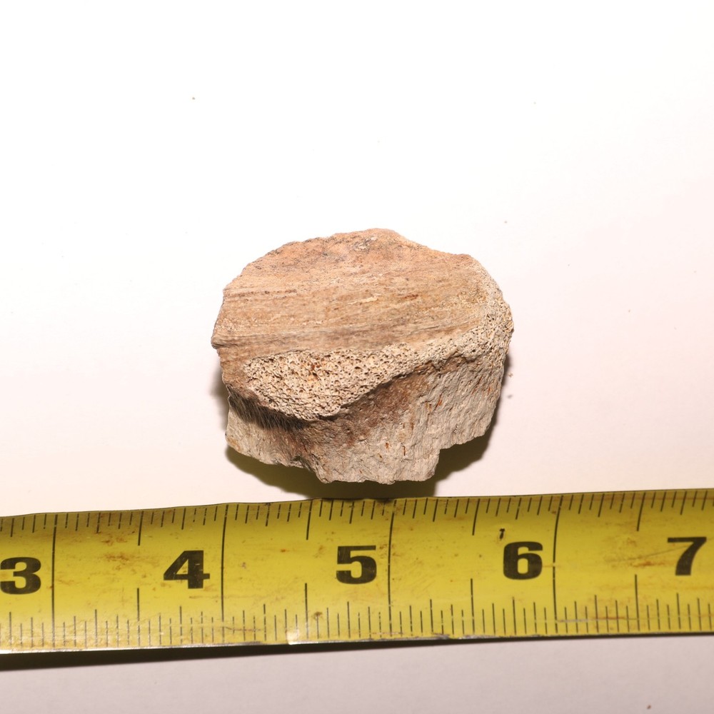 Dinosaur Vertebrae Partial Great Texture - CRETACEOUS Hell Creek Formation NICE
