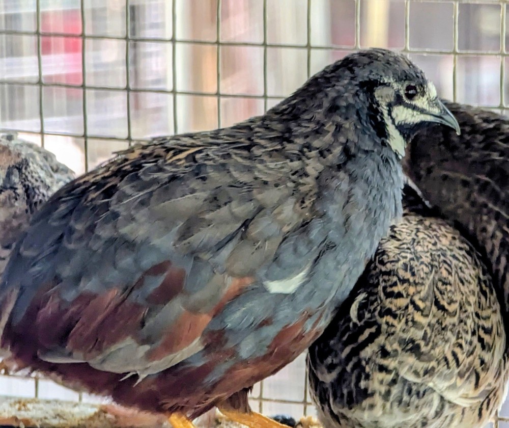 18+2 Button Quail Hatching Eggs