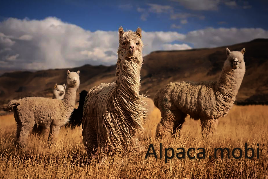 Alpaca.mobi