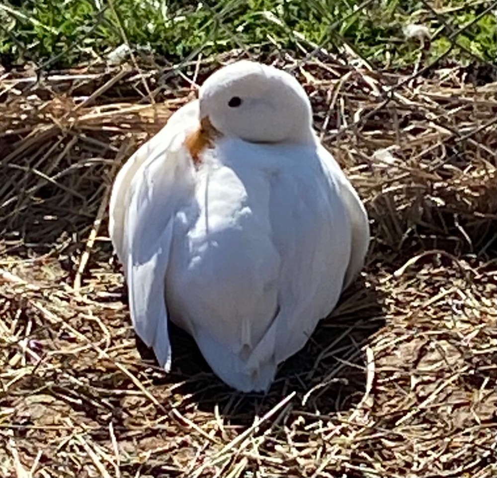 🐣CALL DUCK EGGS 🌷Ready 2 Ship! Three (3) + Assorted