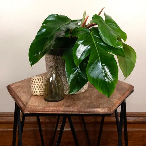 Philodendron squamiferum 6"