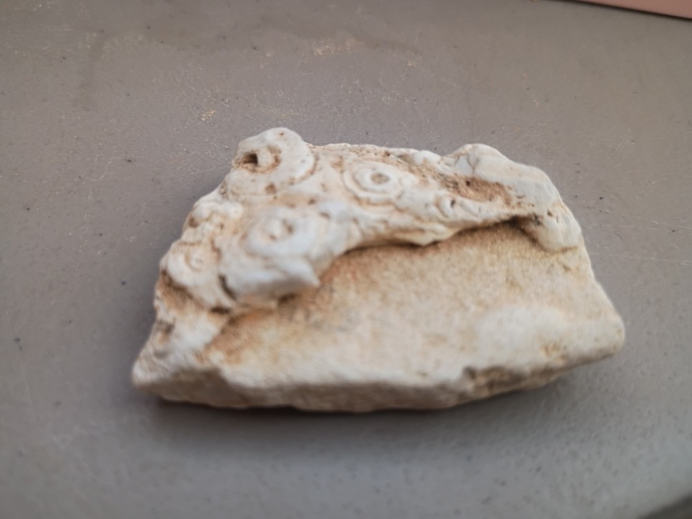 White Rock Fossil Specimen with Spiral Shell Imprints Spiral Pattern
