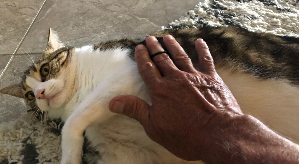 Pet Kitty-Cat Palm Brush and Massager