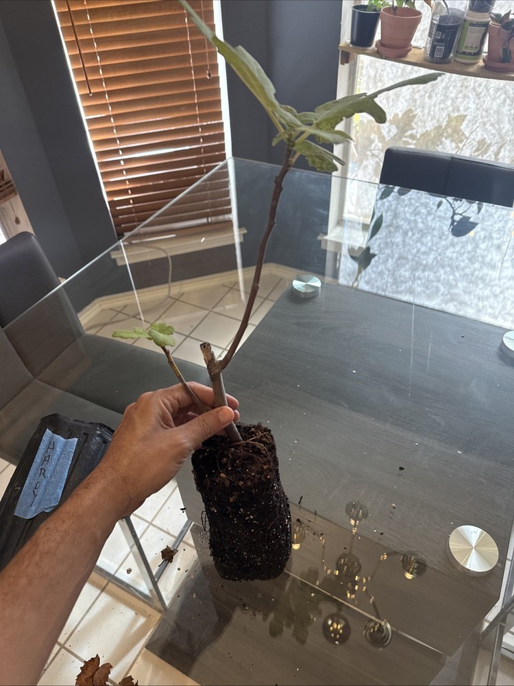 Chicago Hardy Fig Tree