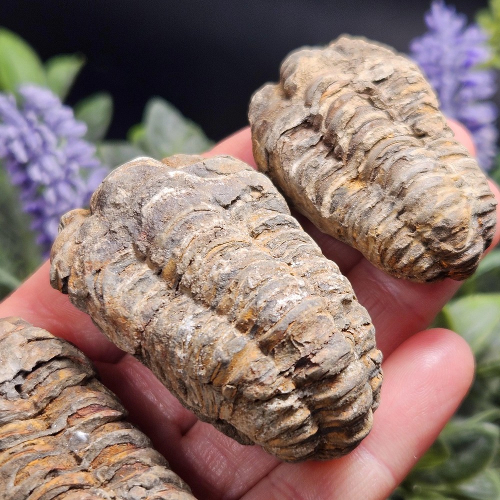 Trilobite Fossil Specimen