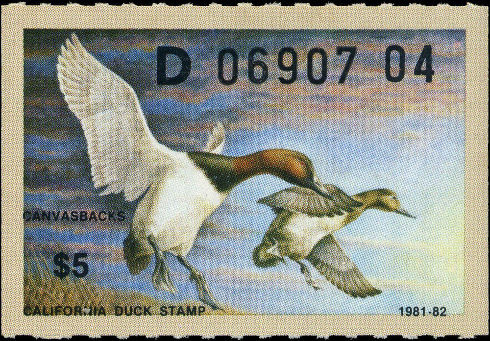 CALIFORNIA #11 1981 STATE DUCK  CANVASBACLS  by Robert Steiner