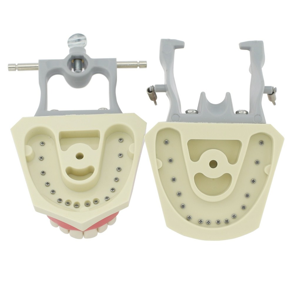 Columbia Dentoform 860Type Dental Typodont Exam Prep Model 32pcs Removable Teeth