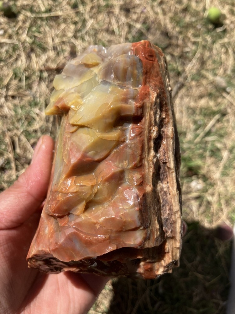 Arizona Petrified Wood