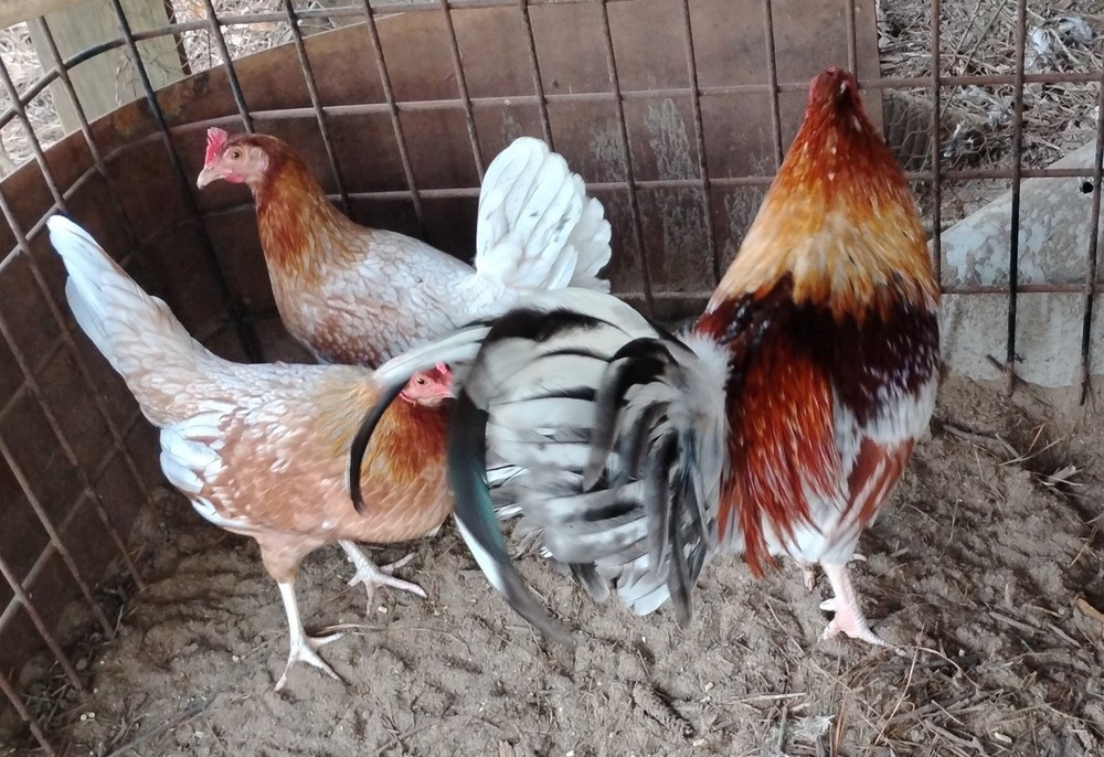 Palmetto Blue hatching eggs 6+