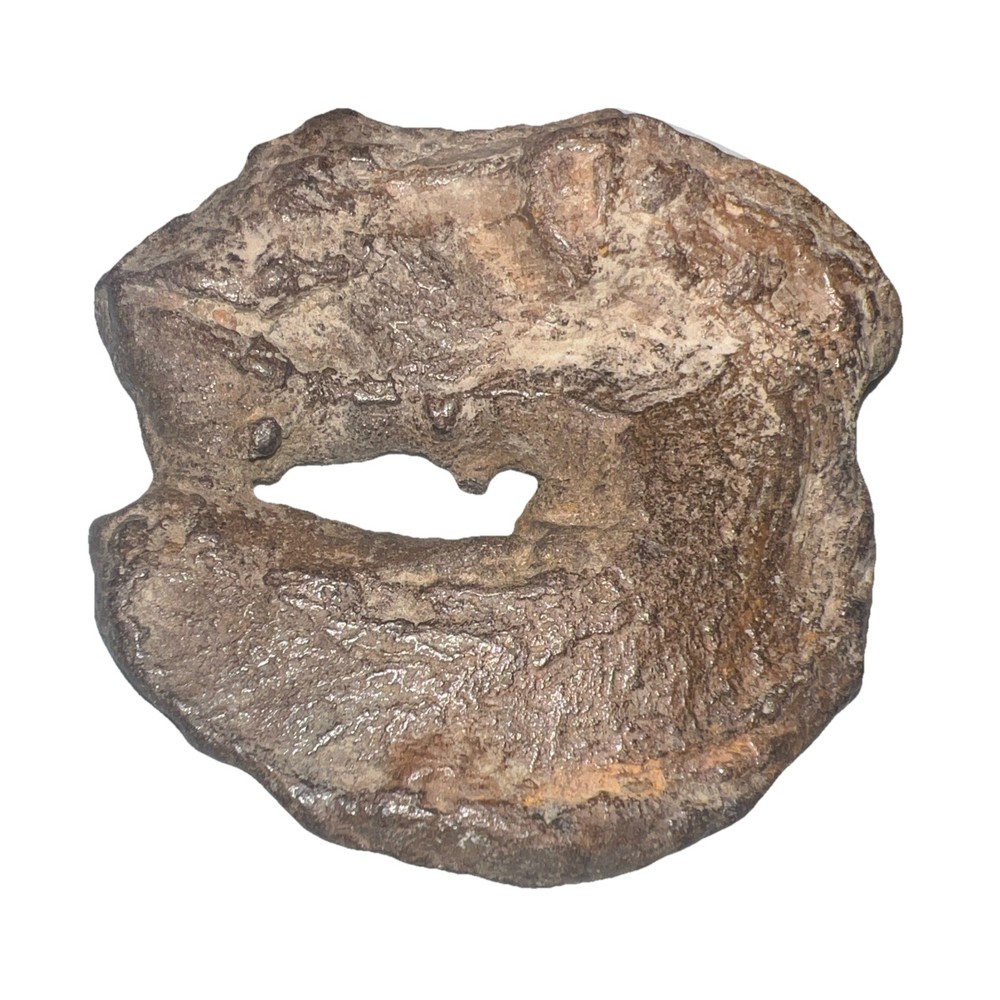 Natural hag stone 8.0 oz.
