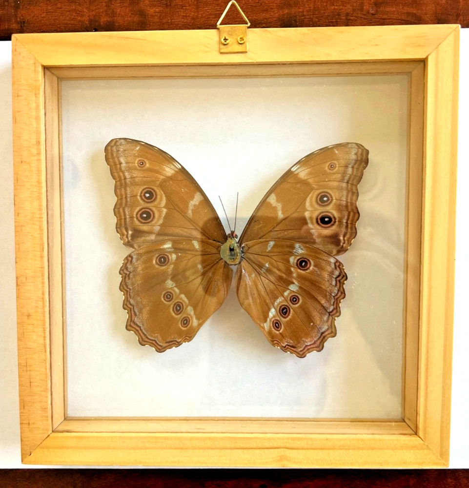 Mounted Morpho Menelaus (Blue Morpho) Butterfly - Clear Shadowbox - Amazing!!