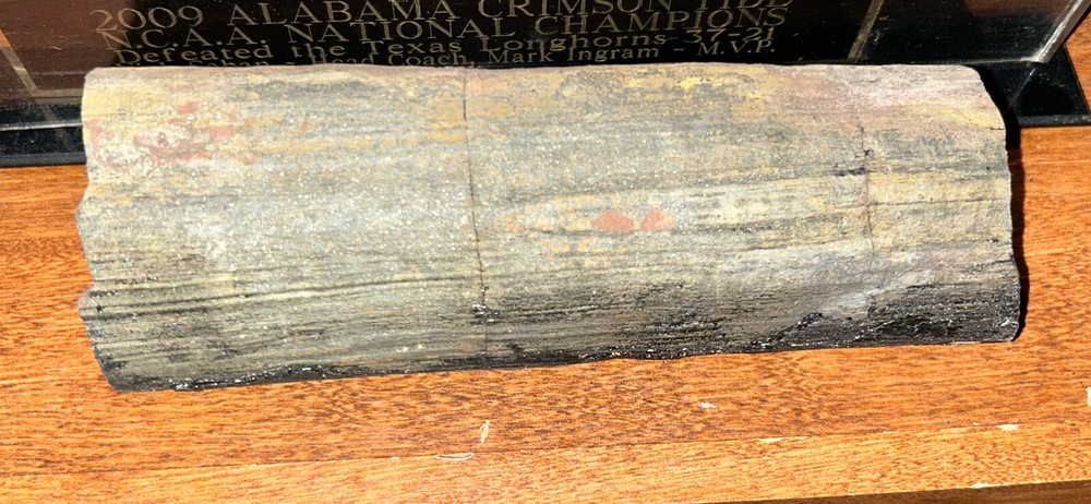 Fossils from coal mine 1200 feet deep