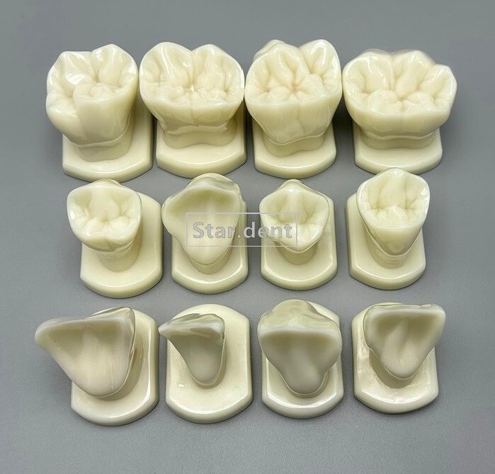 Dentist Teeth Form anotomical Models Dental Students Tooth Structure Comparison