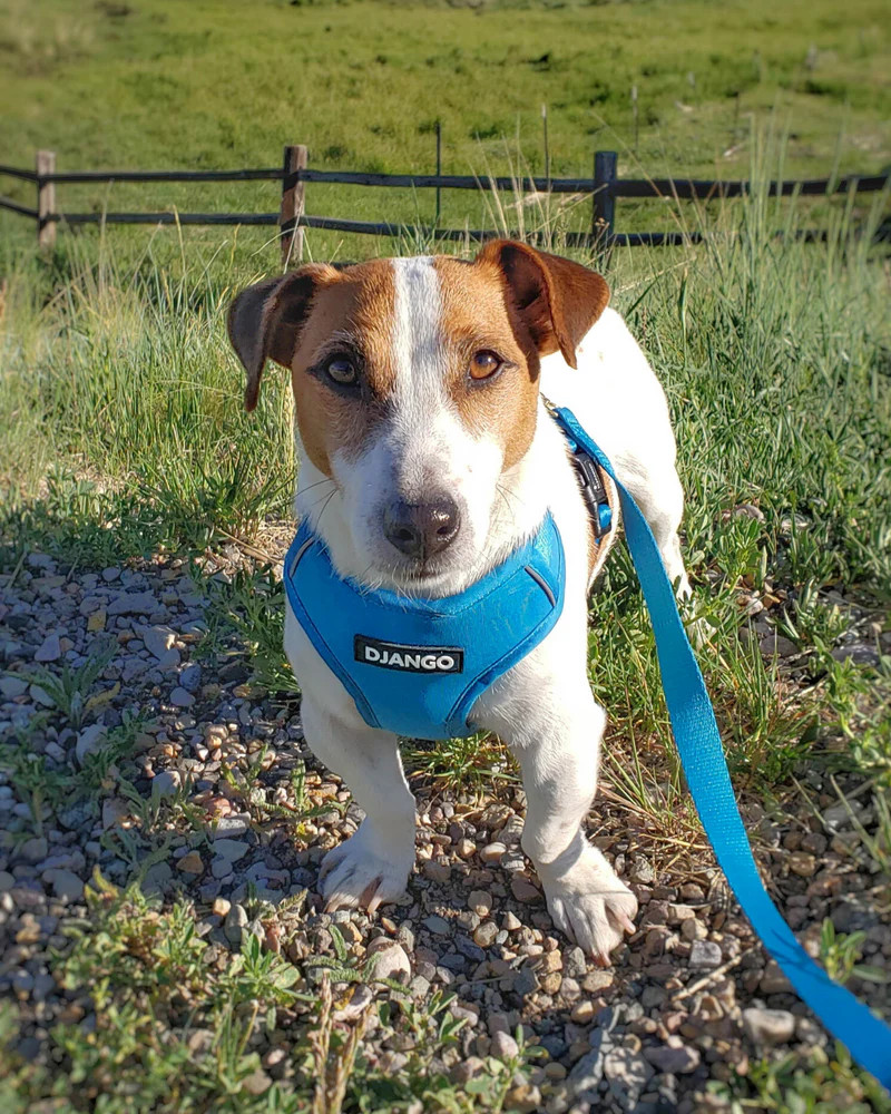 NWT Django Adventure Dog Harness - Pacific Blue