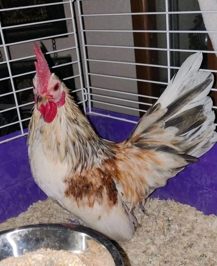 6+ Serama Hatching Eggs. Smooth and frizzle