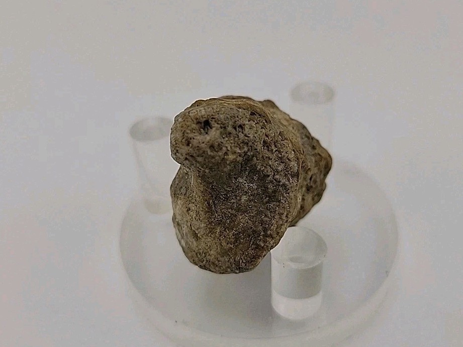 Real Permineralized Lizard 🦎 Egg Fossil