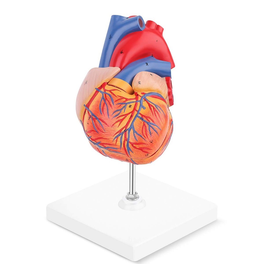 Human Heart Model, 2-Part Life Size Anatomically Accurate Numbered Heart Mode...