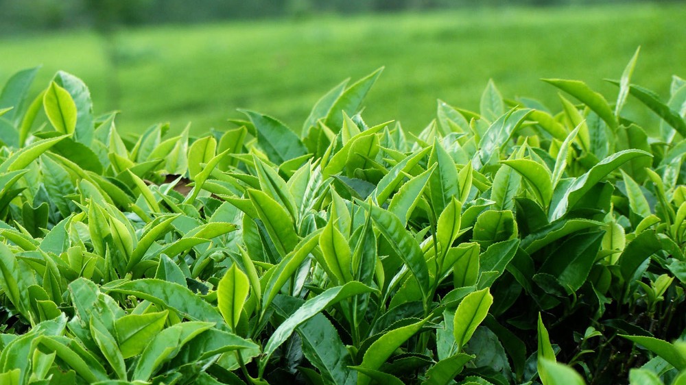 Dilmah Premium Quality Ceylon Tea 50 Bags
