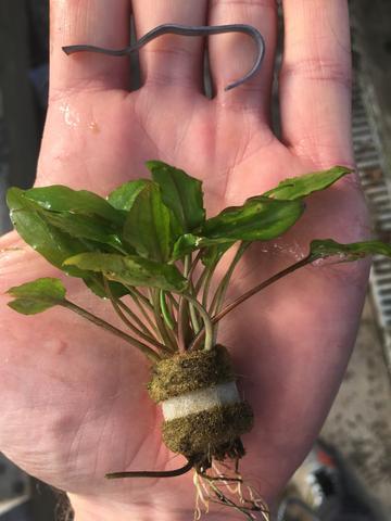 Cryptocoryne Wendtii Green Bare Root