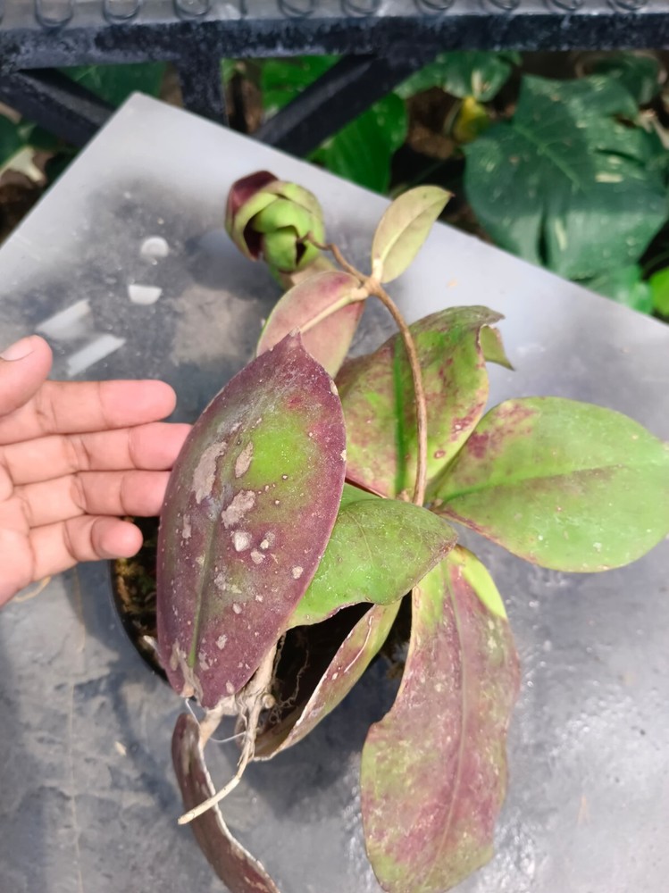 Hoya Mitrata Redd Free Phytosanitary Ship DHL Express