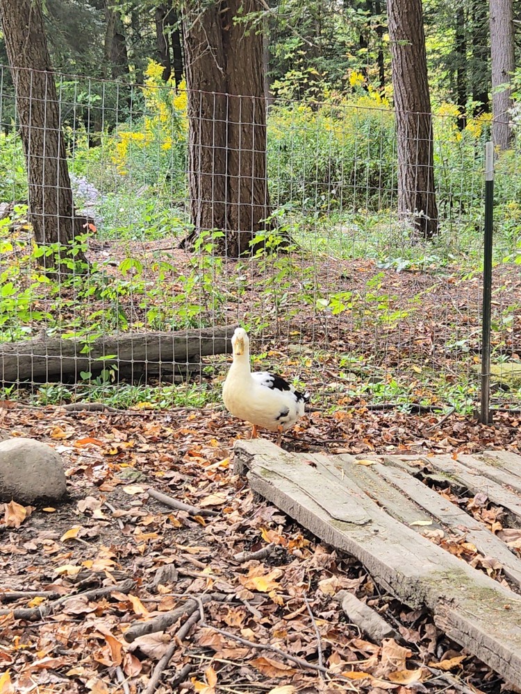 6 BYM Duck Hatching Eggs