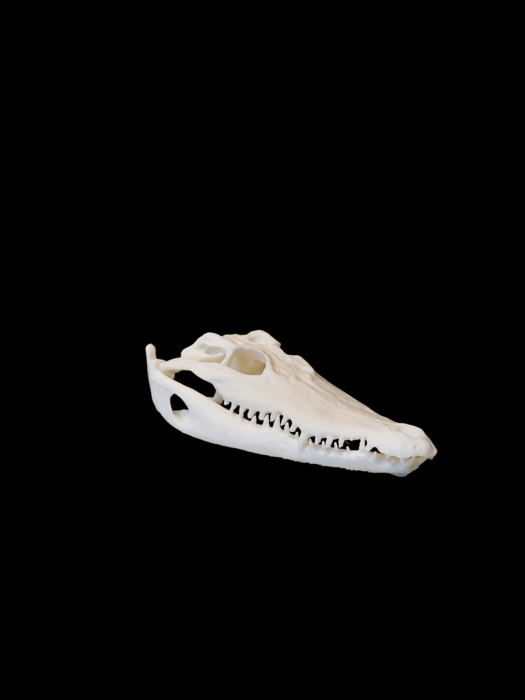 3D Printed Realistic Replica Alligator Skull Gothic Decor #288