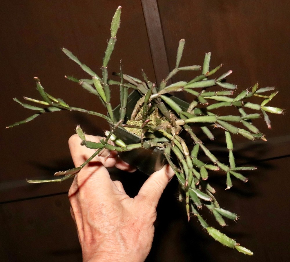 Hatiora rosea Excellent clone, established RC