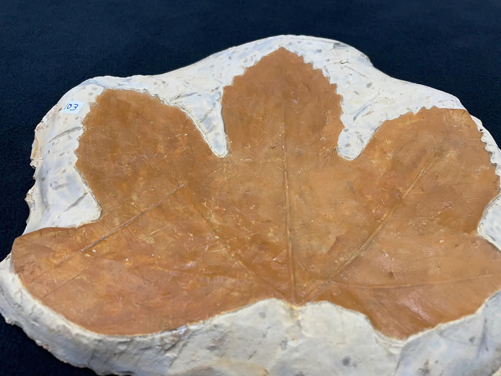 Ginormous Montana Leaf Fossil