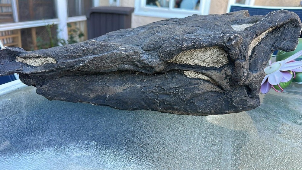 Large Fossilized Stegosaurus Dinosaur Skull Replica Cast