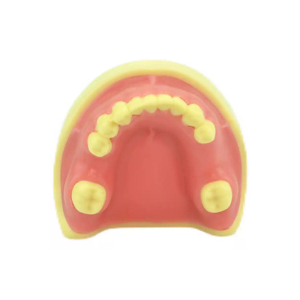 Dental Implant Practice Model Drilling Training Open Suture Model for Education